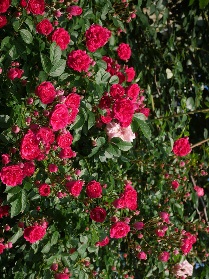 キングローズ(King Rose)の春花。ツルバラ。2022年-008.jpg