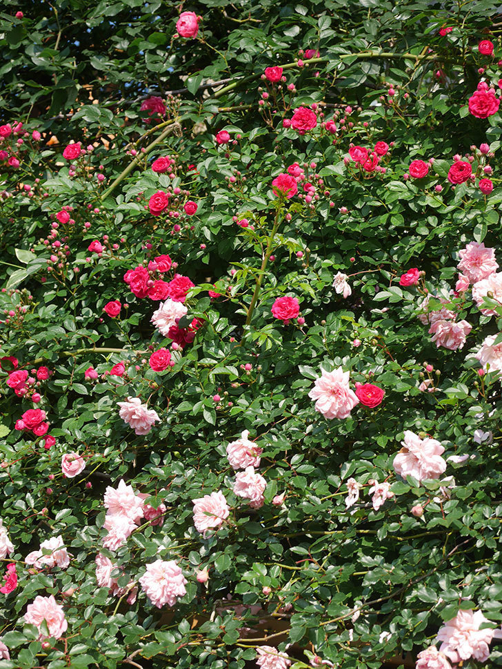キングローズ(King Rose)の春花。ツルバラ。2022年-009.jpg