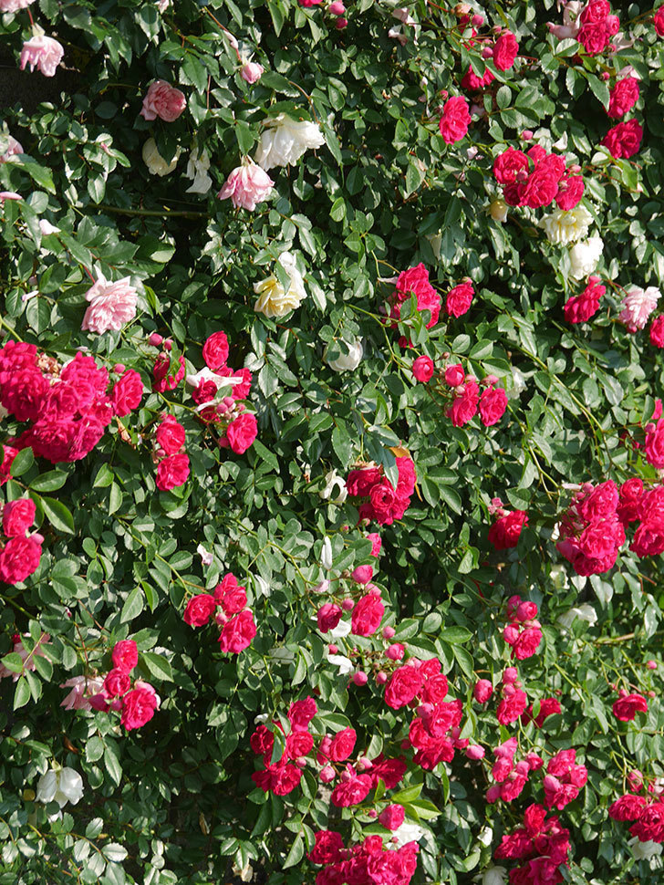 キングローズ(King Rose)の春花。ツルバラ。2022年-011.jpg