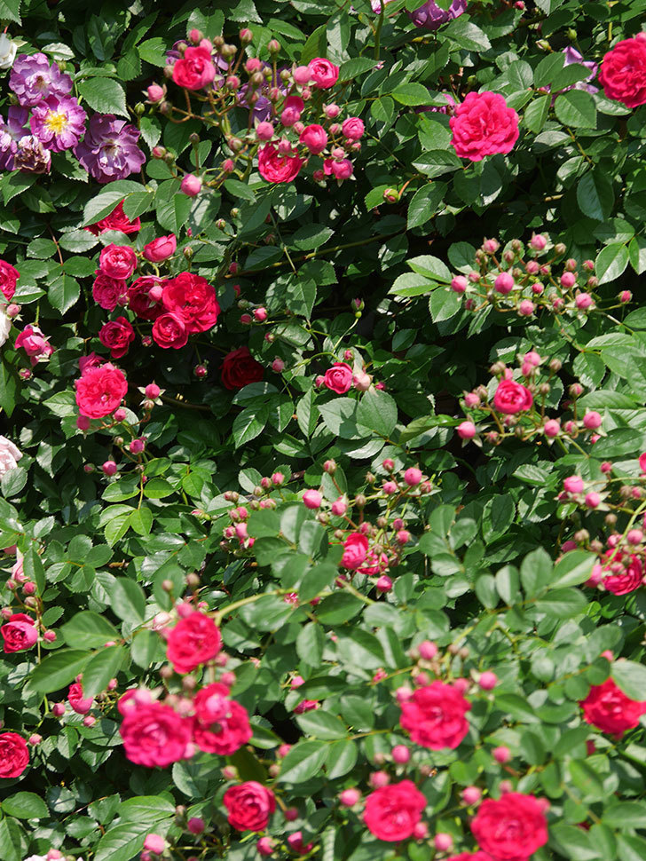 キングローズ(King Rose)の春花。ツルバラ。2022年-013.jpg
