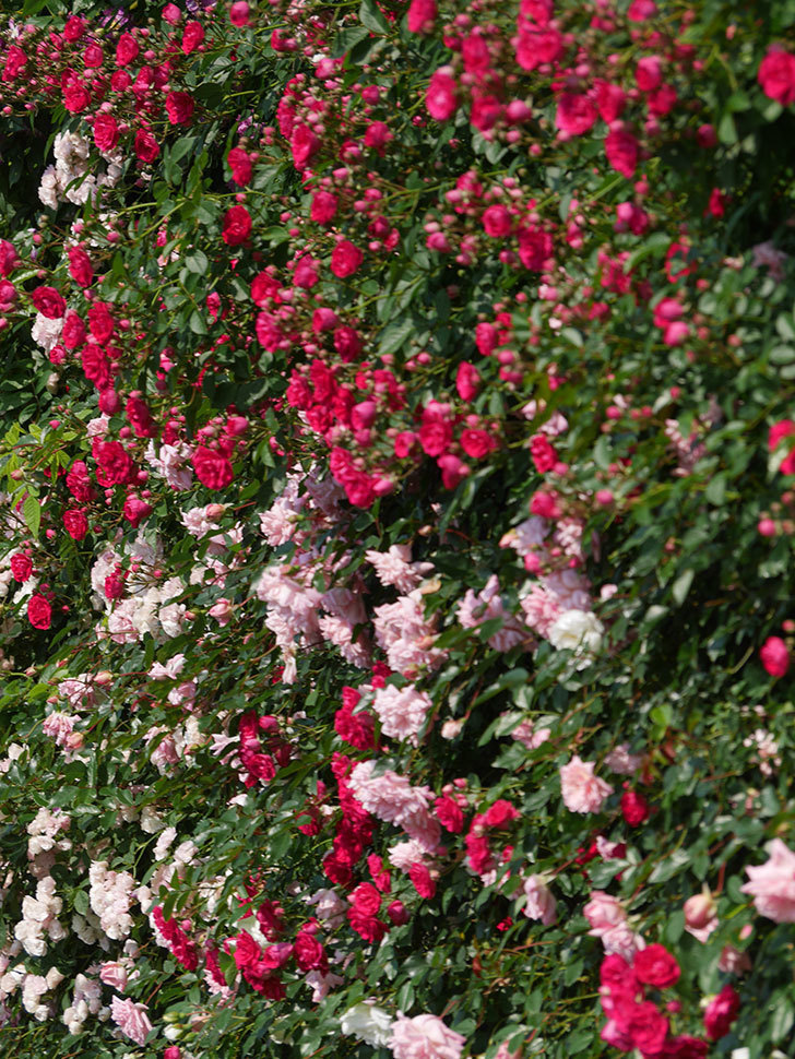 キングローズ(King Rose)の春花。ツルバラ。2022年-014.jpg
