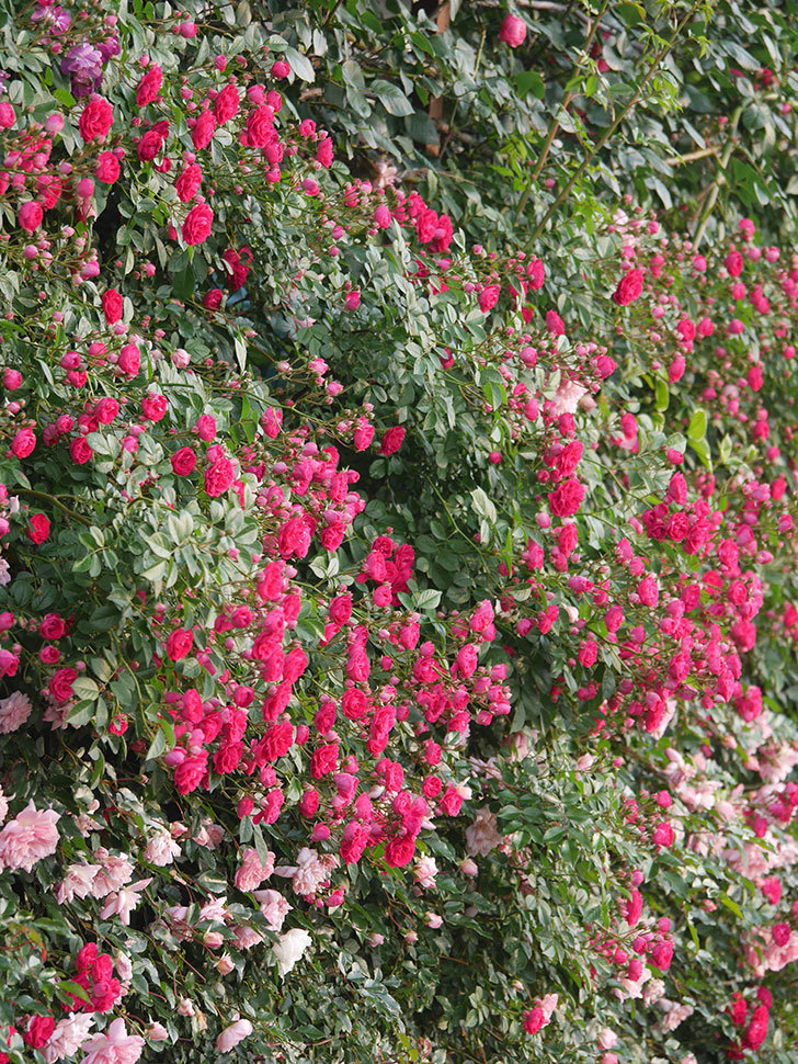 キングローズ(King Rose)の春花。ツルバラ。2022年-018.jpg