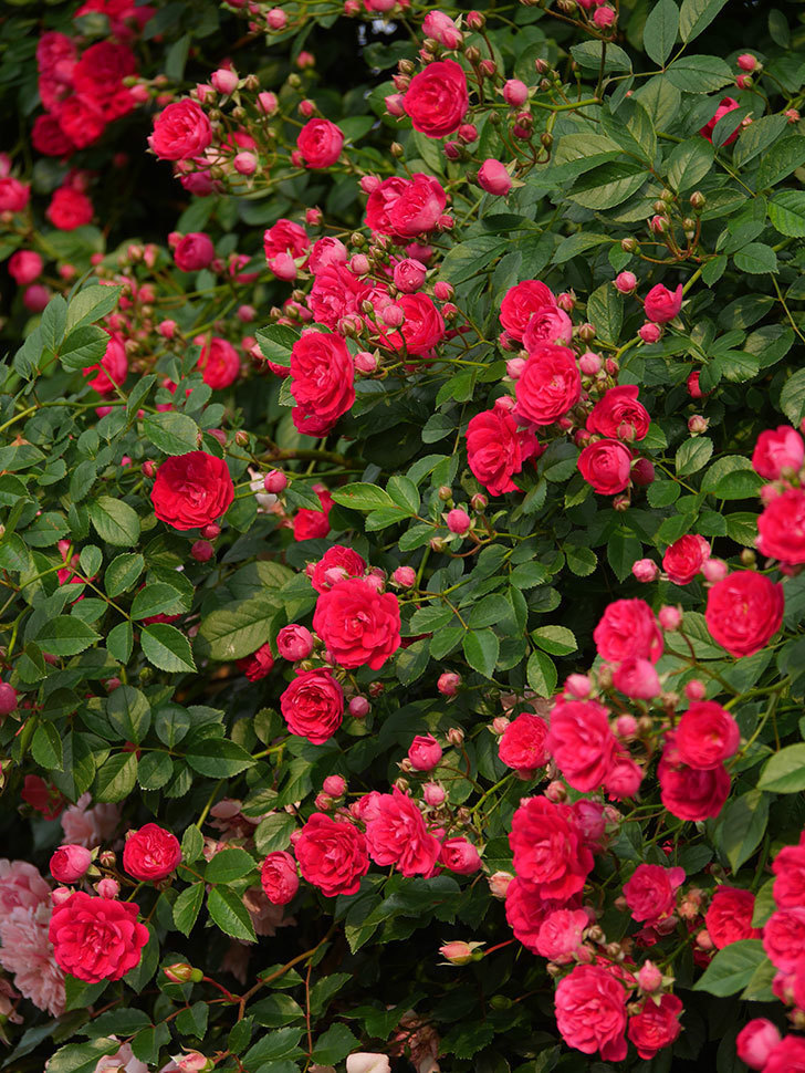 キングローズ(King Rose)の春花。ツルバラ。2022年-019.jpg