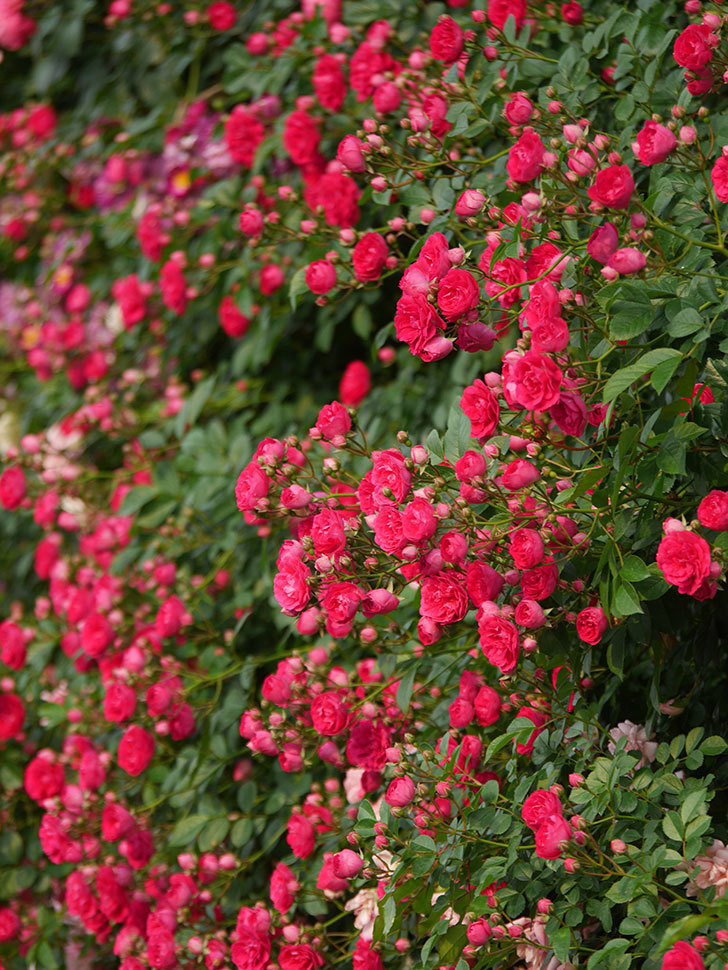 キングローズ(King Rose)の春花。ツルバラ。2022年-021.jpg