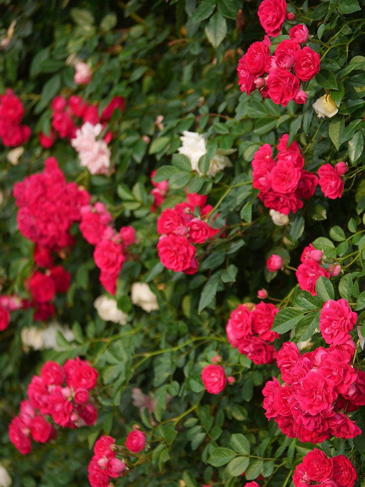 キングローズ(King Rose)の春花。ツルバラ。2022年-023.jpg