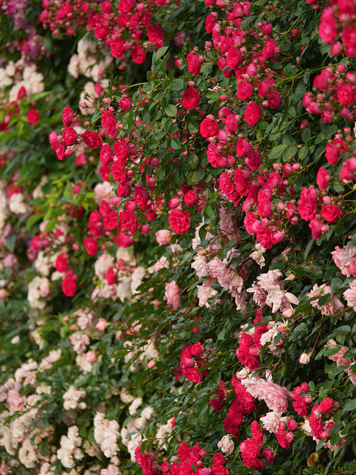キングローズ(King Rose)の春花。ツルバラ。2022年-024.jpg