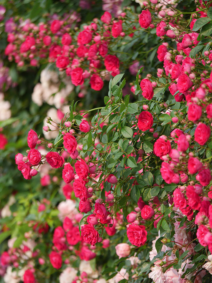 キングローズ(King Rose)の春花。ツルバラ。2022年-025.jpg