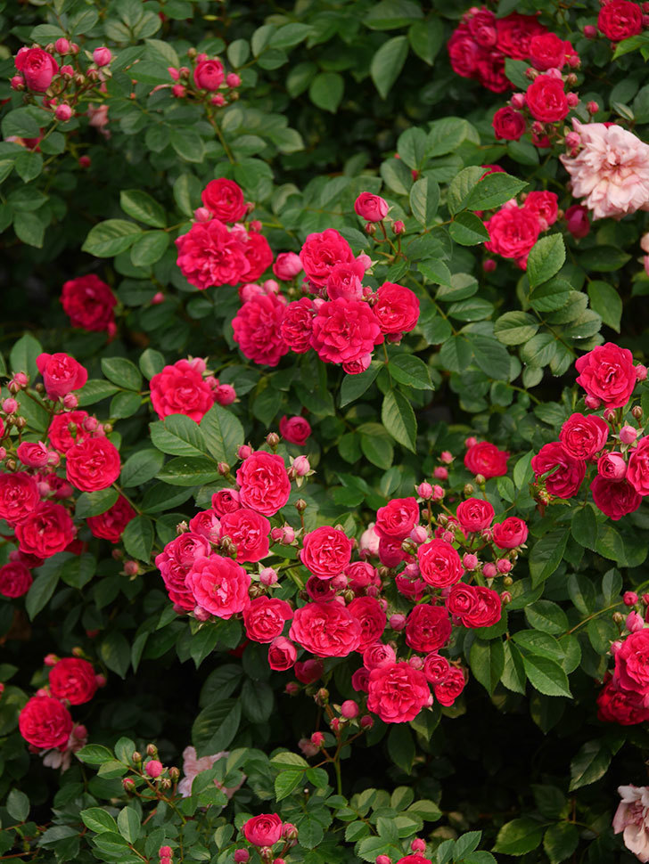 キングローズ(King Rose)の春花。ツルバラ。2022年-026.jpg