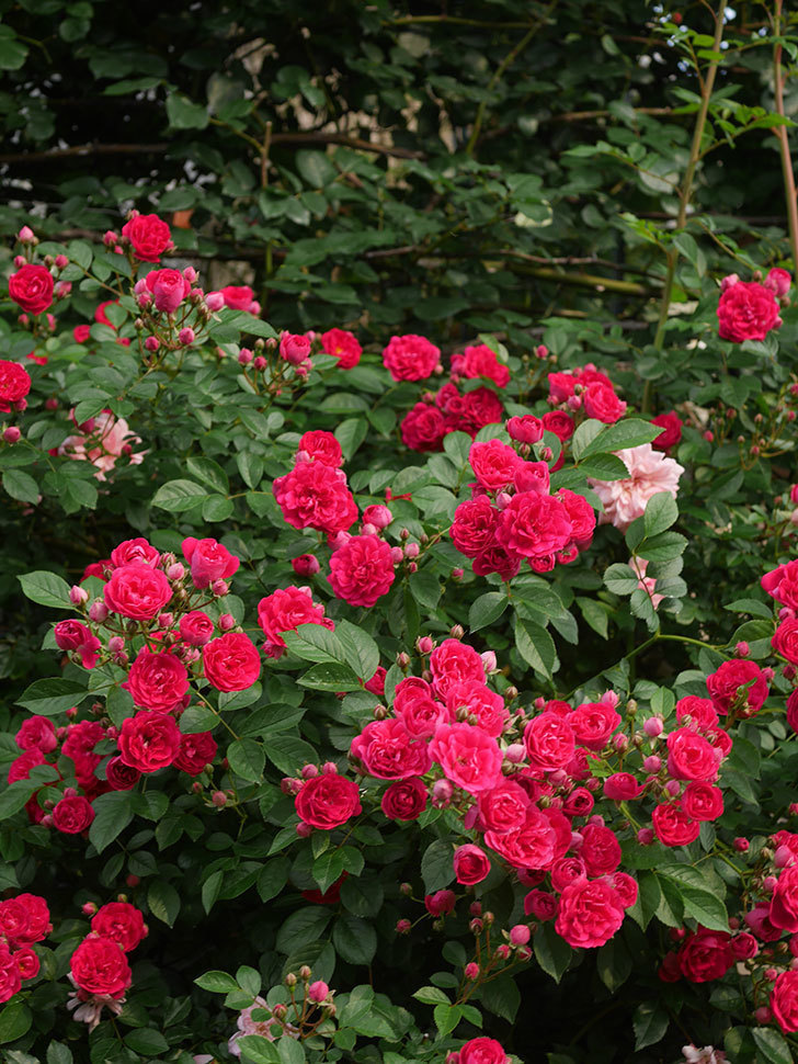 キングローズ(King Rose)の春花。ツルバラ。2022年-034.jpg