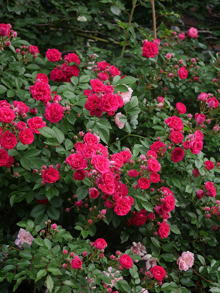 キングローズ(King Rose)の春花。ツルバラ。2022年-038.jpg