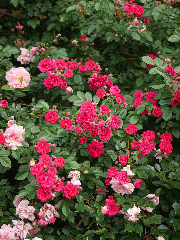 キングローズ(King Rose)の春花。ツルバラ。2022年-039.jpg