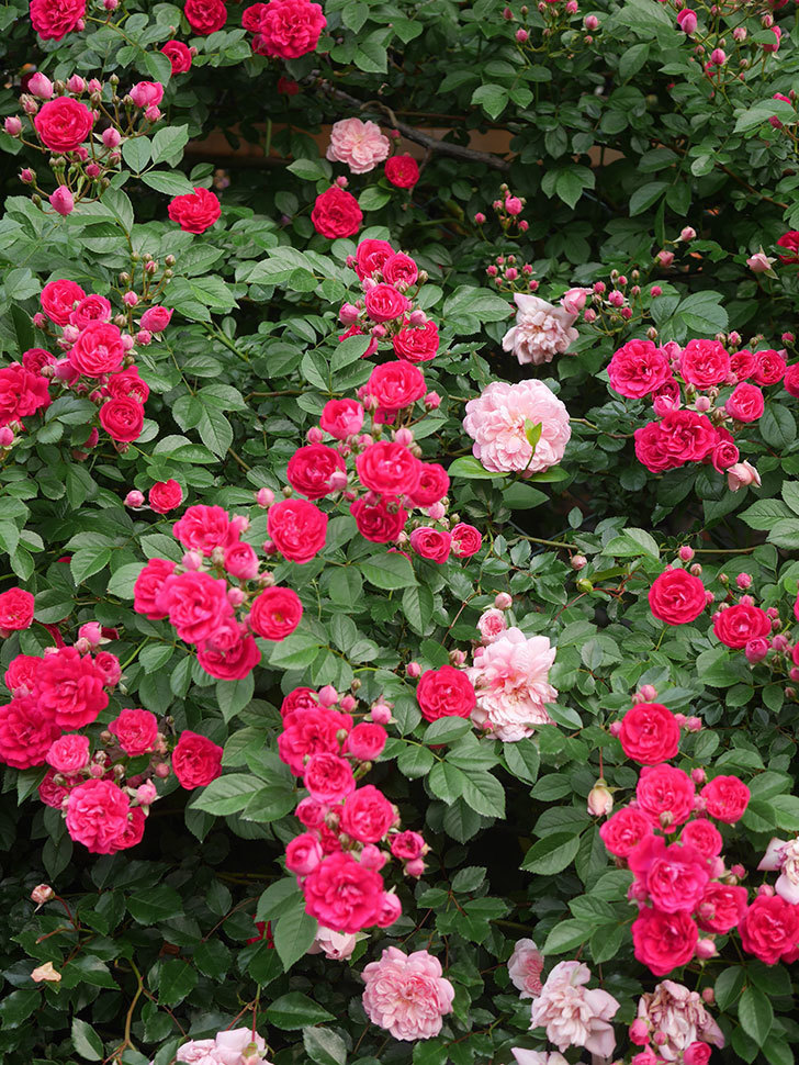キングローズ(King Rose)の春花。ツルバラ。2022年-040.jpg
