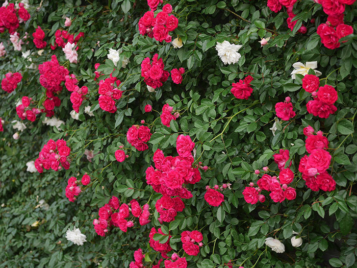 キングローズ(King Rose)の春花。ツルバラ。2022年-041.jpg