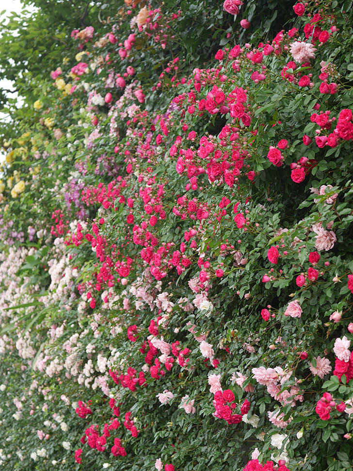 キングローズ(King Rose)の春花。ツルバラ。2022年-042.jpg