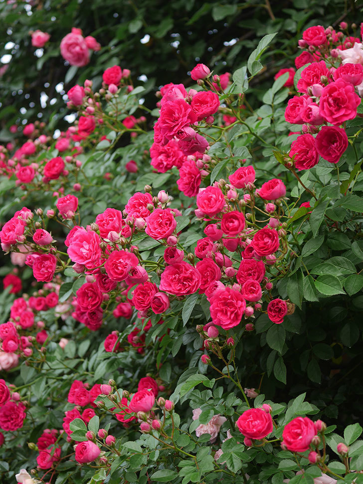 キングローズ(King Rose)の春花。ツルバラ。2022年-044.jpg