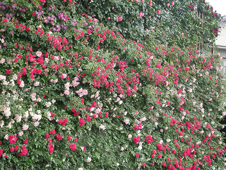 キングローズ(King Rose)の春花。ツルバラ。2022年-046.jpg
