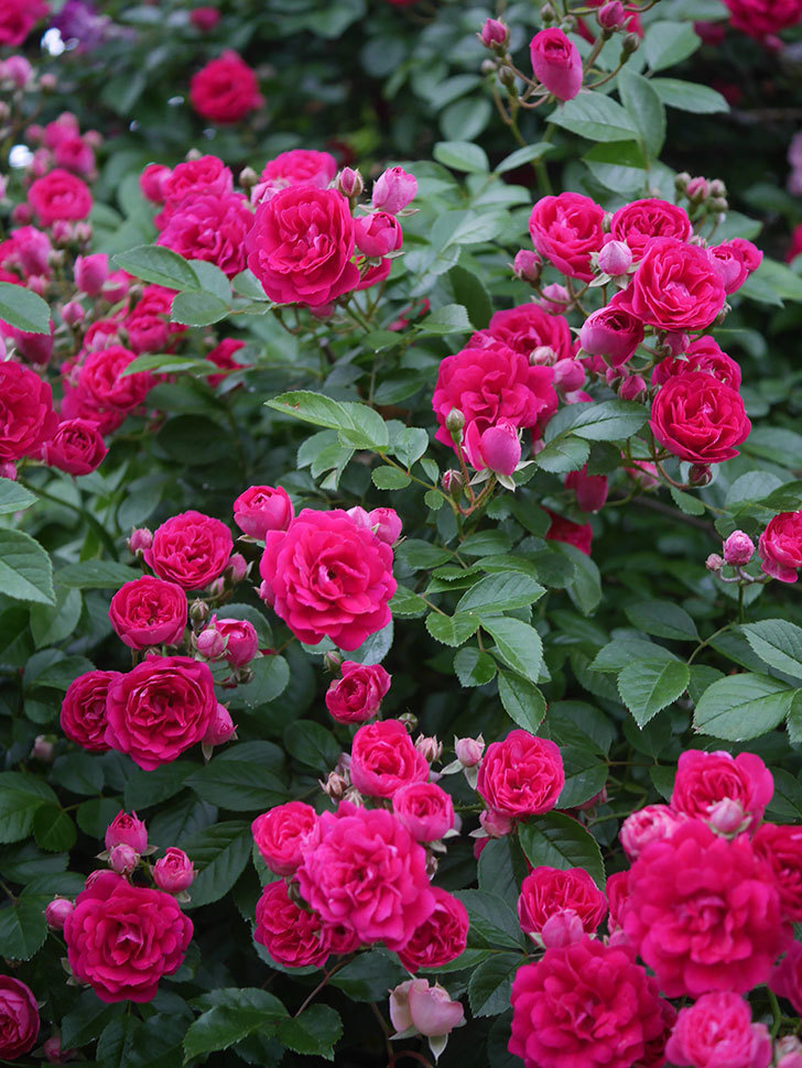 キングローズ(King Rose)の春花。ツルバラ。2022年-049.jpg