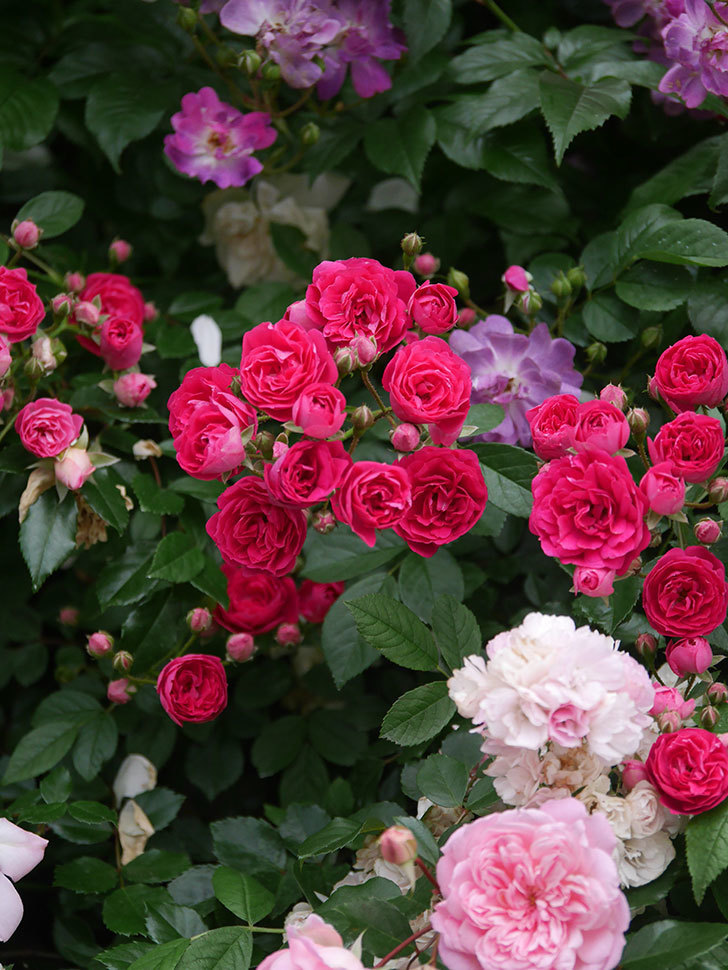 キングローズ(King Rose)の春花。ツルバラ。2022年-052.jpg