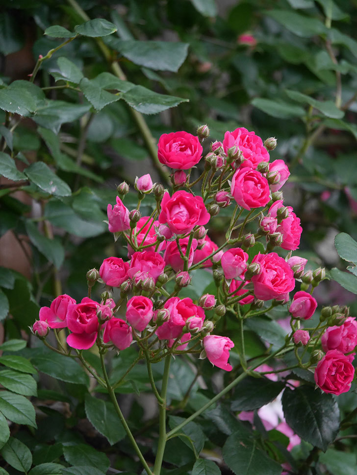 キングローズ(King Rose)の春花。ツルバラ。2022年-053.jpg