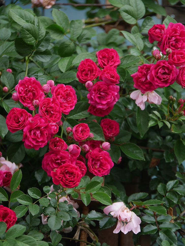 キングローズ(King Rose)の春花。ツルバラ。2022年-058.jpg