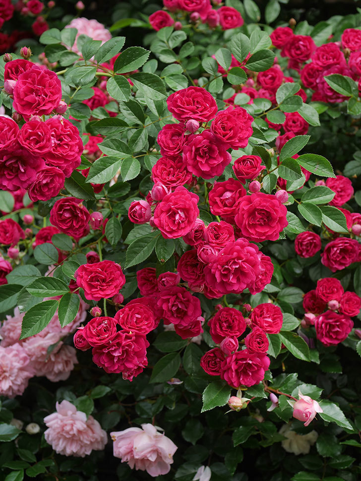 キングローズ(King Rose)の春花。ツルバラ。2022年-059.jpg