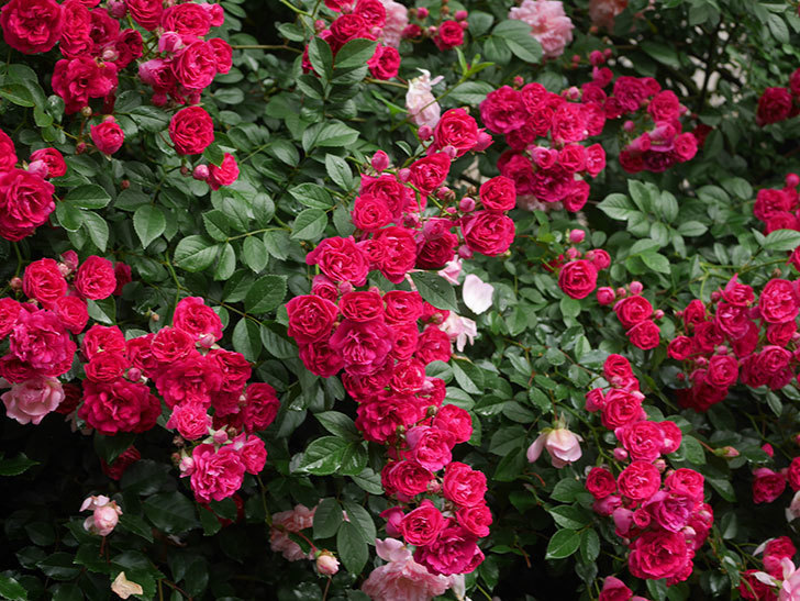 キングローズ(King Rose)の春花。ツルバラ。2022年-060.jpg