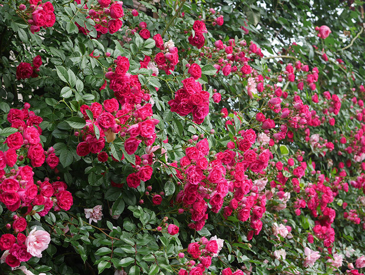 キングローズ(King Rose)の春花。ツルバラ。2022年-061.jpg