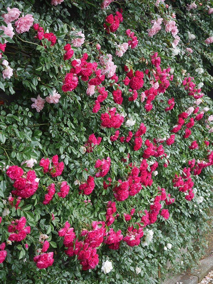 キングローズ(King Rose)の春花。ツルバラ。2022年-062.jpg