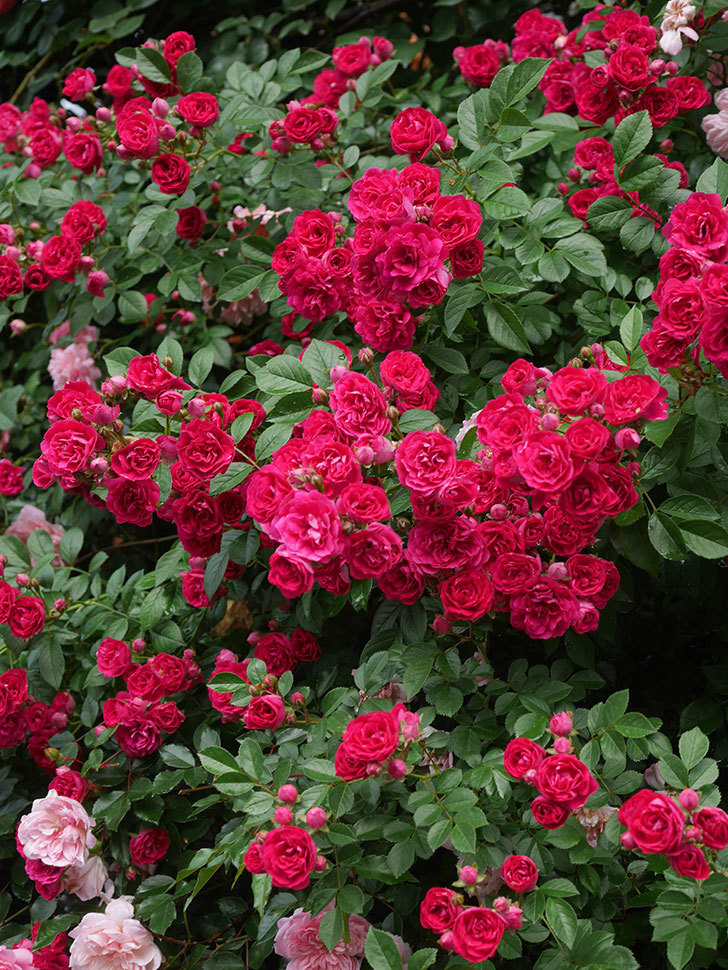 キングローズ(King Rose)の春花。ツルバラ。2022年-063.jpg