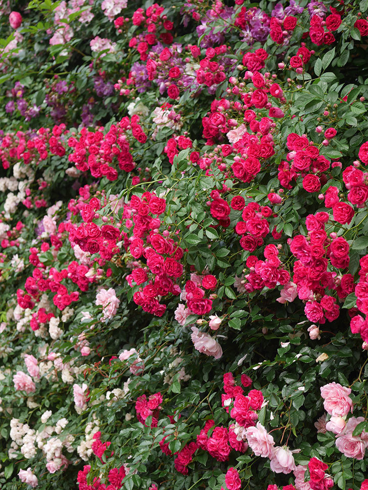 キングローズ(King Rose)の春花。ツルバラ。2022年-064.jpg