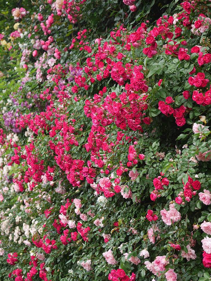 キングローズ(King Rose)の春花。ツルバラ。2022年-065.jpg