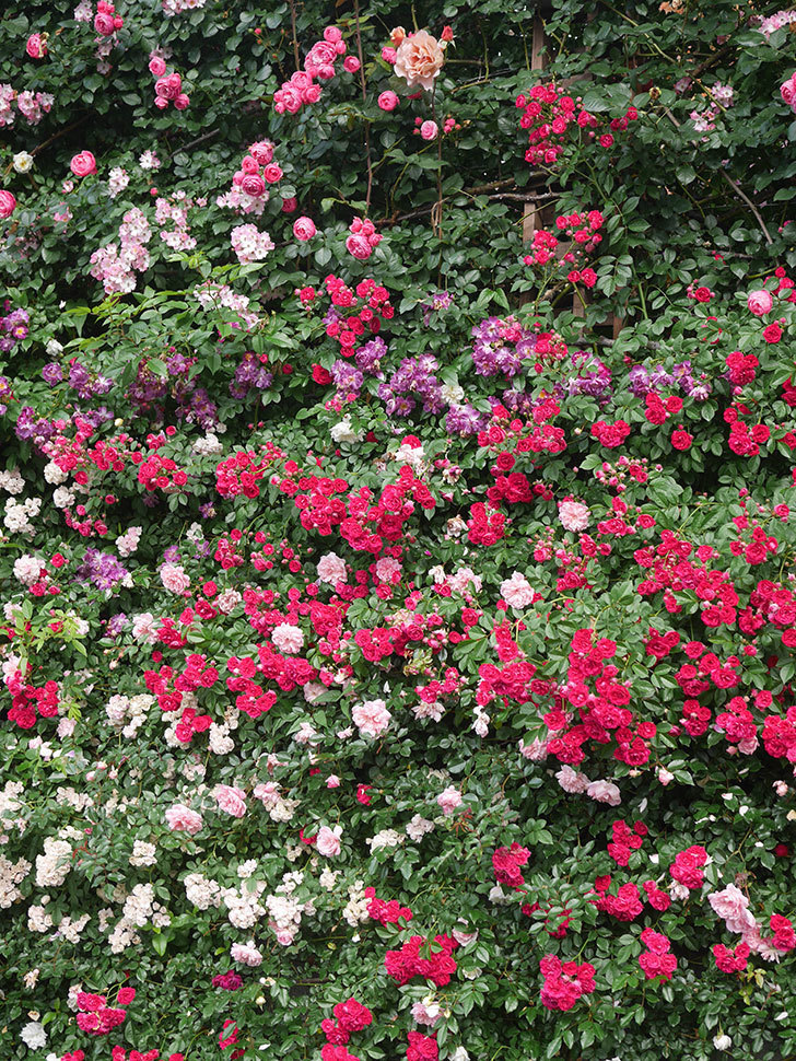 キングローズ(King Rose)の春花。ツルバラ。2022年-067.jpg