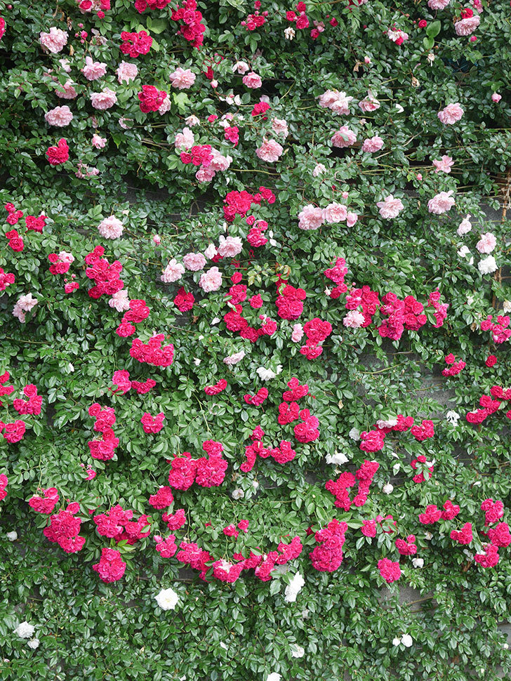 キングローズ(King Rose)の春花。ツルバラ。2022年-068.jpg