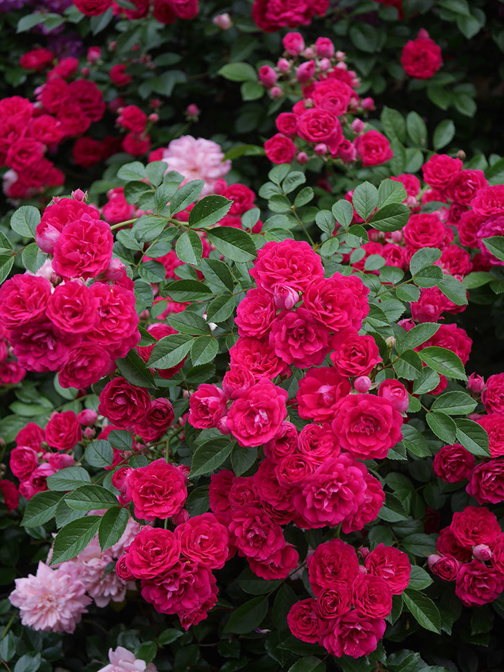 キングローズ(King Rose)の春花。ツルバラ。2022年-072.jpg