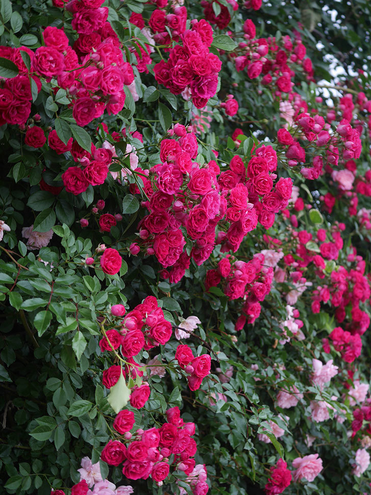 キングローズ(King Rose)の春花。ツルバラ。2022年-073.jpg