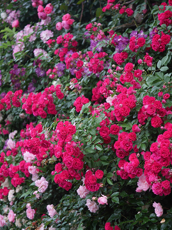 キングローズ(King Rose)の春花。ツルバラ。2022年-074.jpg