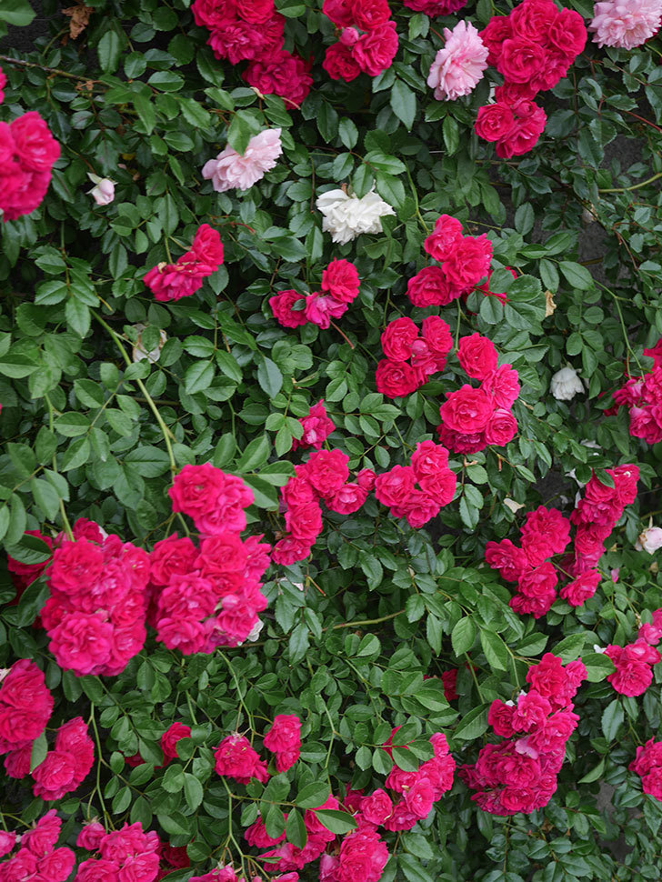 キングローズ(King Rose)の春花。ツルバラ。2022年-075.jpg