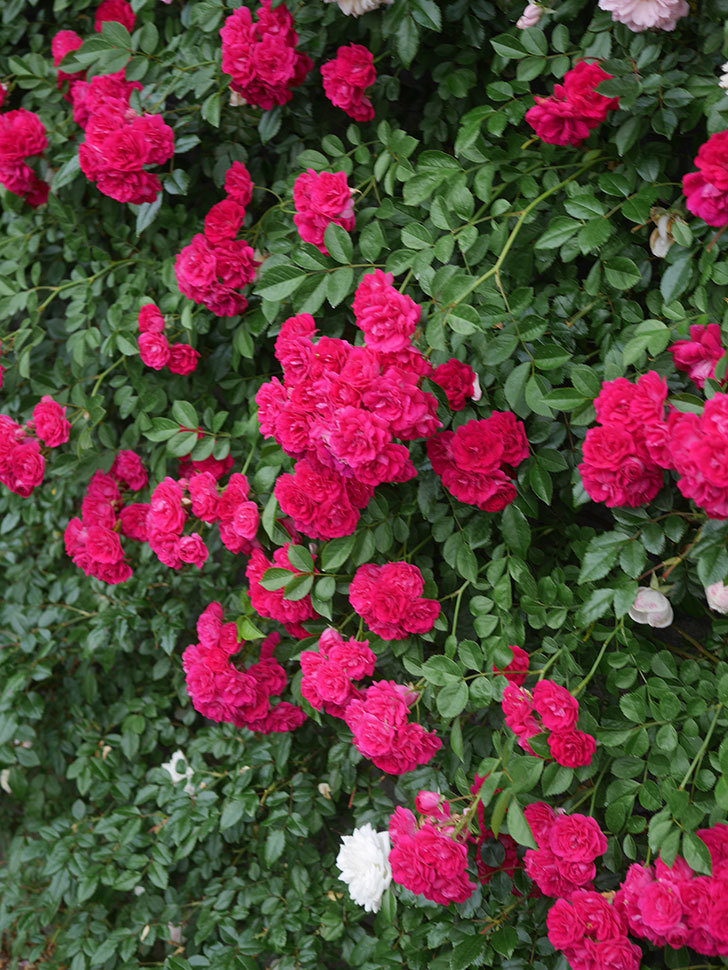 キングローズ(King Rose)の春花。ツルバラ。2022年-076.jpg