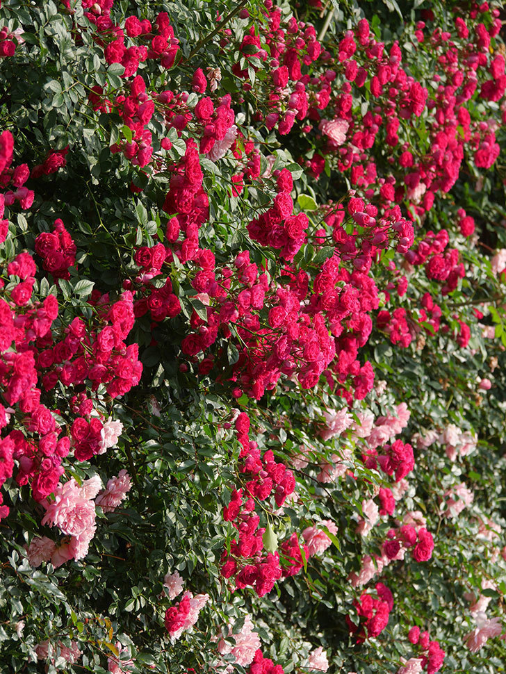 キングローズ(King Rose)の春花。ツルバラ。2022年-081.jpg