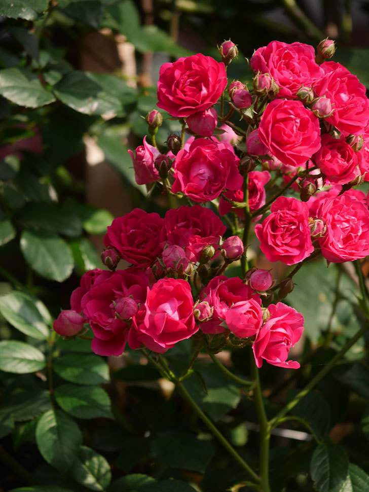 キングローズ(King Rose)の春花。ツルバラ。2022年-082.jpg