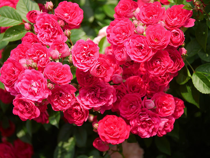 キングローズ(King Rose)の春花。ツルバラ。2022年-084.jpg