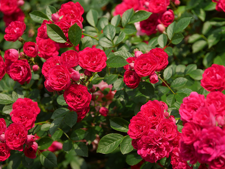 キングローズ(King Rose)の春花。ツルバラ。2022年-085.jpg