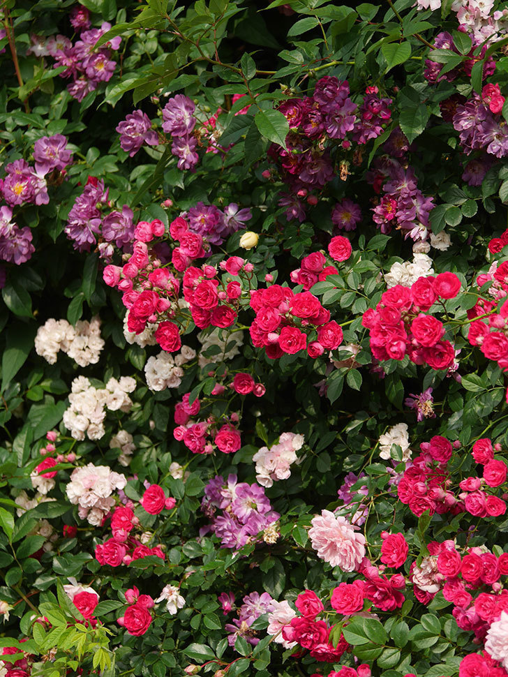 キングローズ(King Rose)の春花。ツルバラ。2022年-086.jpg