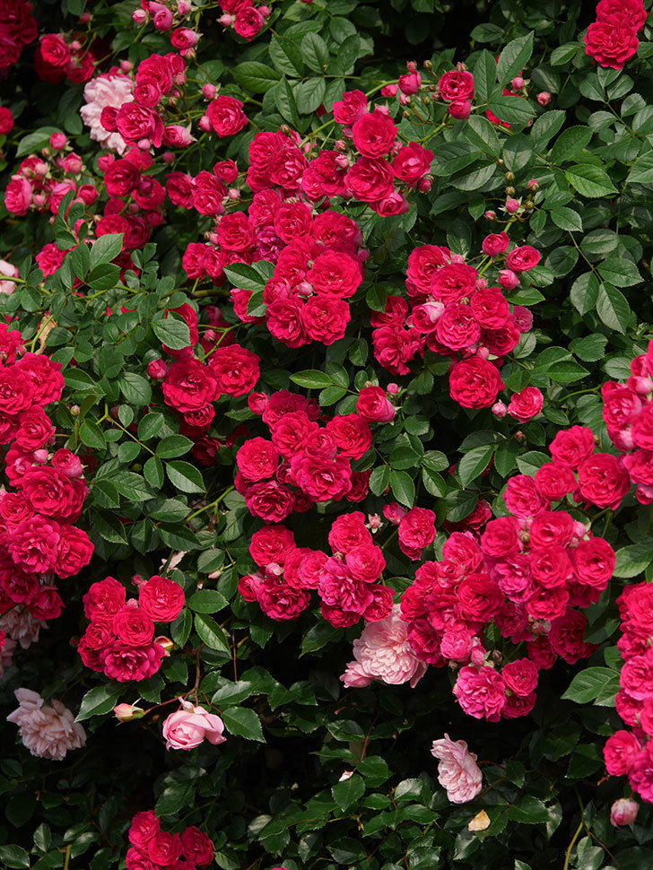 キングローズ(King Rose)の春花。ツルバラ。2022年-087.jpg