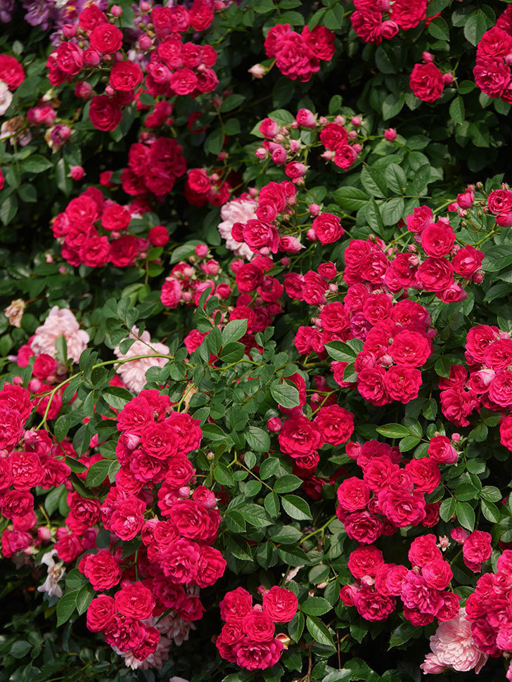 キングローズ(King Rose)の春花。ツルバラ。2022年-088.jpg