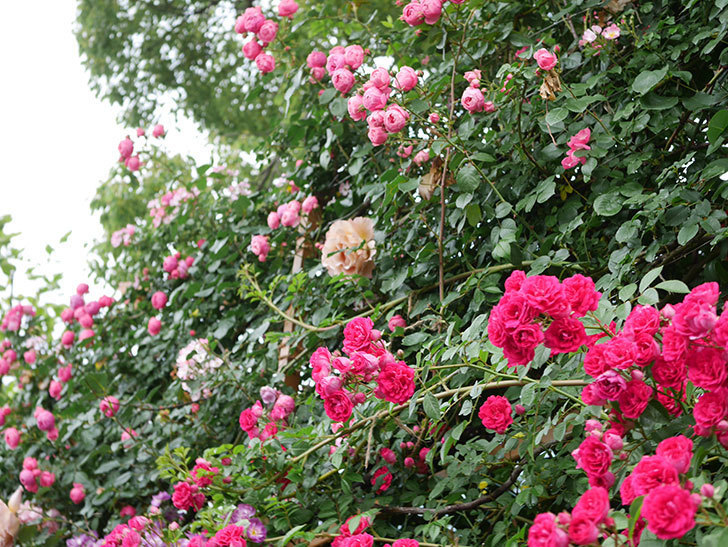 キングローズ(King Rose)の花がたくさん咲いた。ツルバラ。2021年-046.jpg