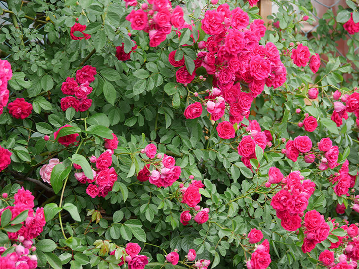 キングローズ(King Rose)の花がたくさん咲いた。ツルバラ。2021年-081.jpg