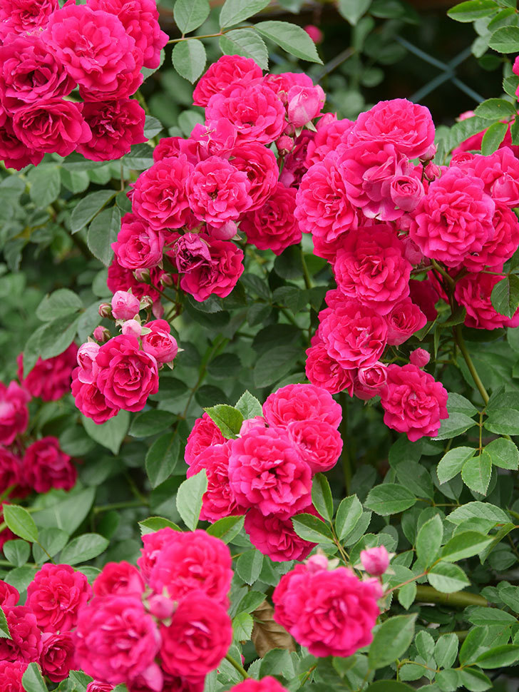 キングローズ(King Rose)の花がたくさん咲いた。ツルバラ。2021年-088.jpg