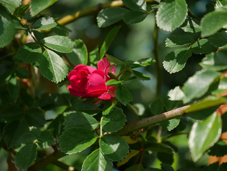 キングローズ(King Rose)の花が咲いた。ツルバラ。2021年-001.jpg