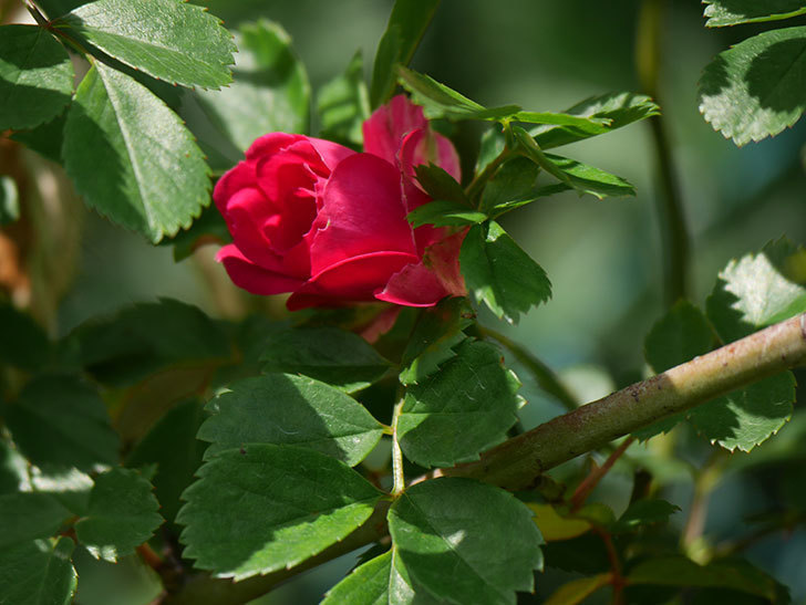 キングローズ(King Rose)の花が咲いた。ツルバラ。2021年-004.jpg